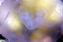 jellyfish - Nikon coolpix 5000 by Nicola Cadel 